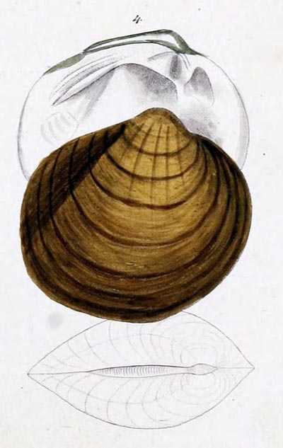 specimen image from publication