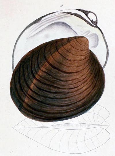 specimen image from publication