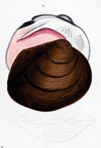 specimen image from publication