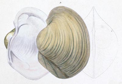 specimen image from publication