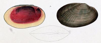specimen image from publication