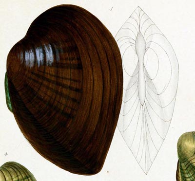 specimen image from publication