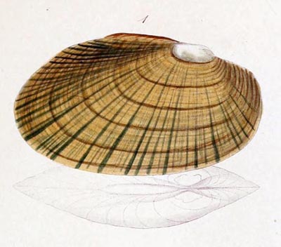 specimen image from publication