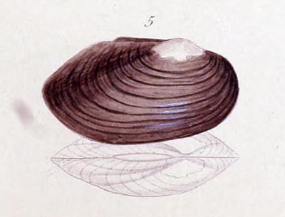specimen image from publication