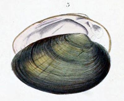 specimen image from publication