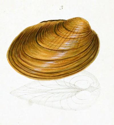 specimen image from publication