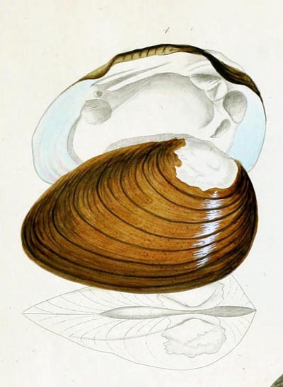 specimen image from publication