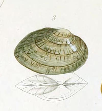 specimen image from publication