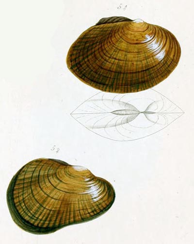 specimen image from publication