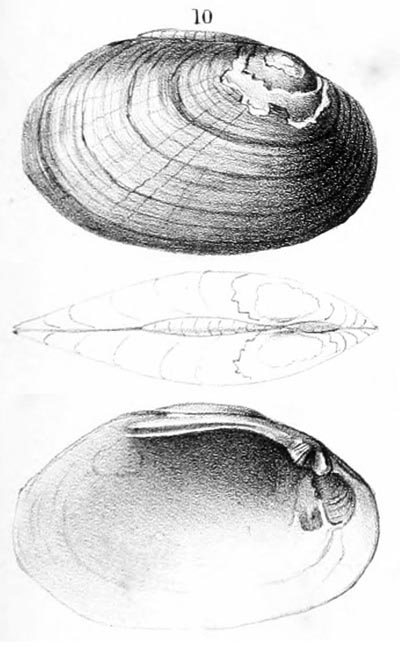 specimen image from publication