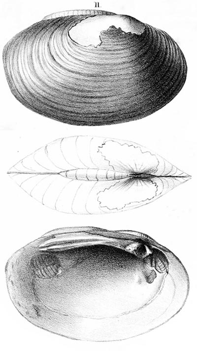 specimen image from publication