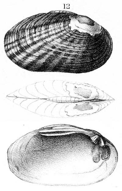 specimen image from publication