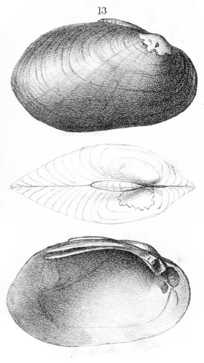 specimen image from publication