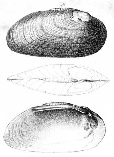 specimen image from publication