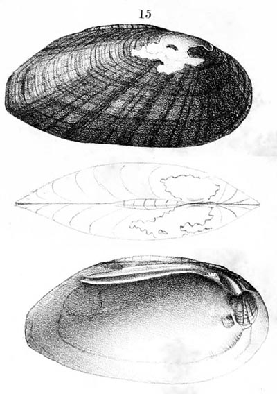 specimen image from publication
