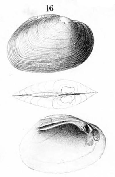 specimen image from publication