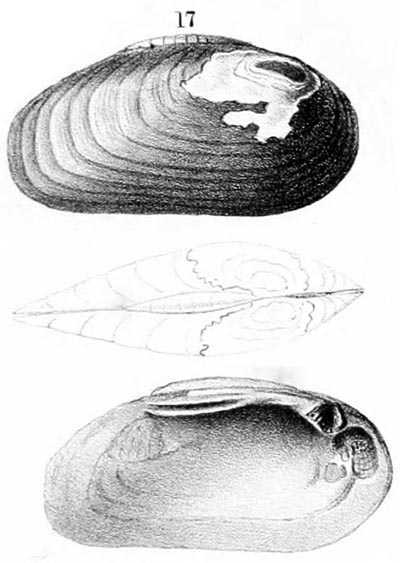 specimen image from publication