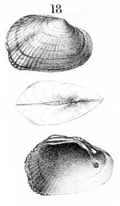 specimen image from publication