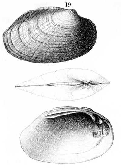 specimen image from publication