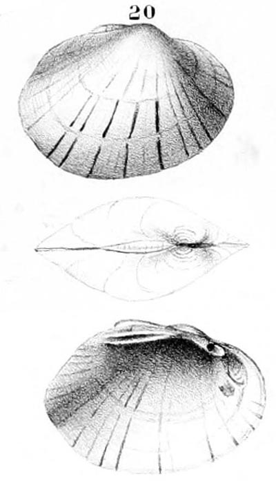 specimen image from publication