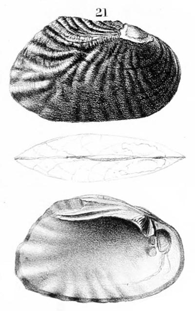 specimen image from publication