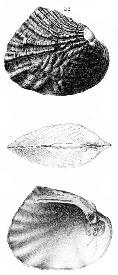 specimen image from publication