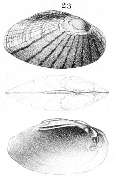 specimen image from publication