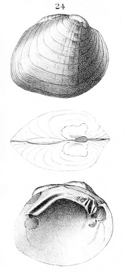 specimen image from publication