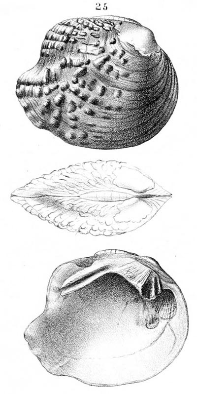 specimen image from publication