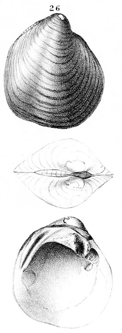 specimen image from publication