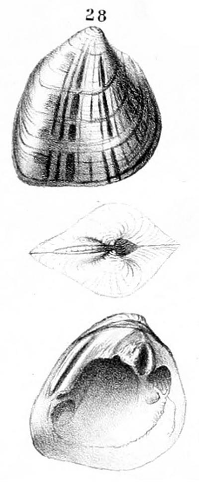 specimen image from publication