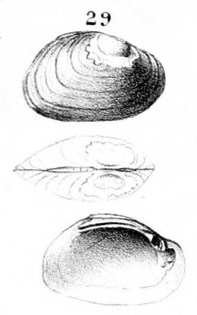 specimen image from publication