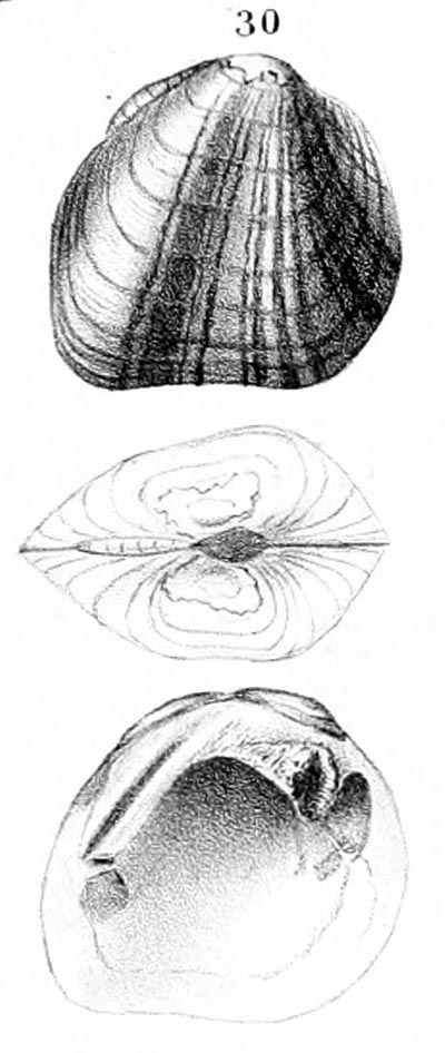 specimen image from publication