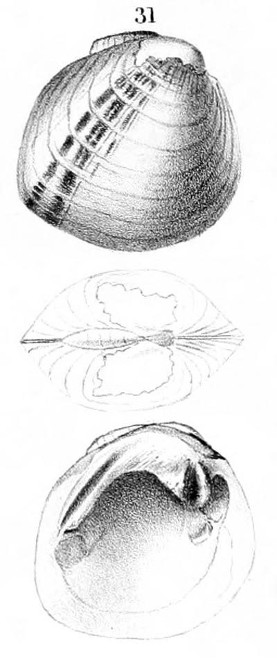 specimen image from publication