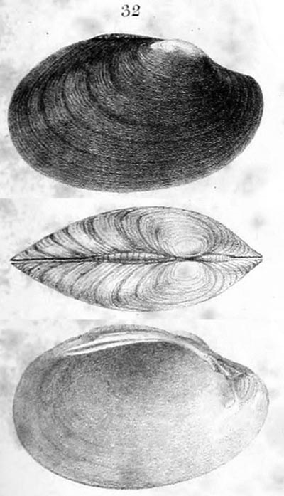specimen image from publication