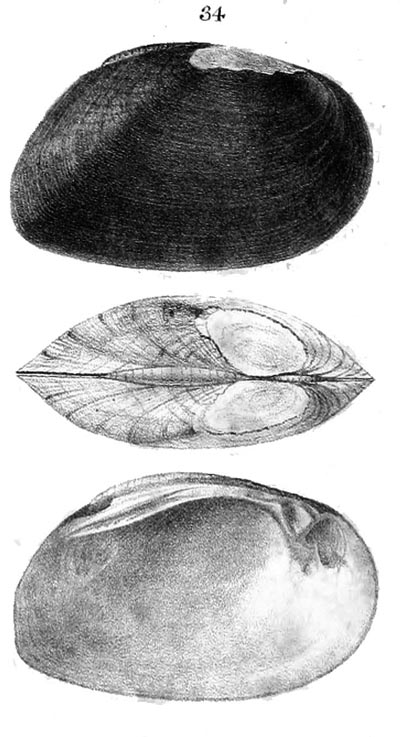 specimen image from publication