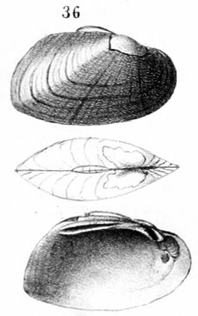 specimen image from publication
