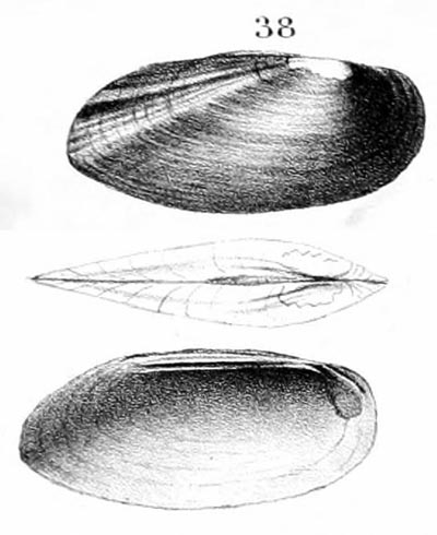 specimen image from publication