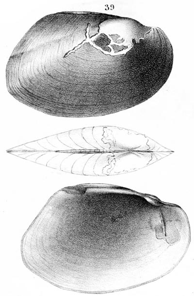 specimen image from publication