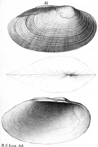 specimen image from publication