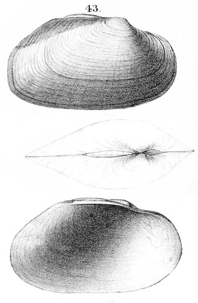 specimen image from publication
