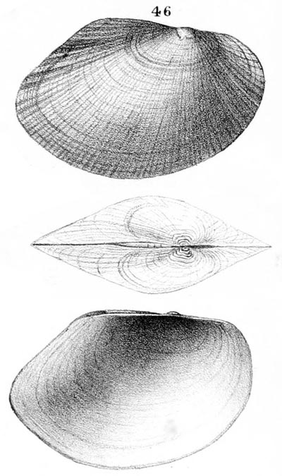 specimen image from publication