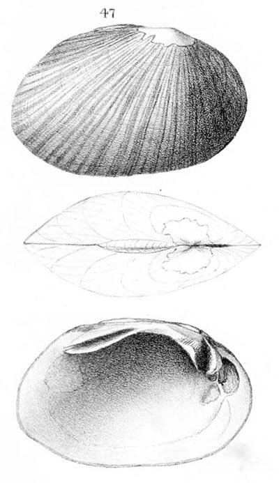 specimen image from publication