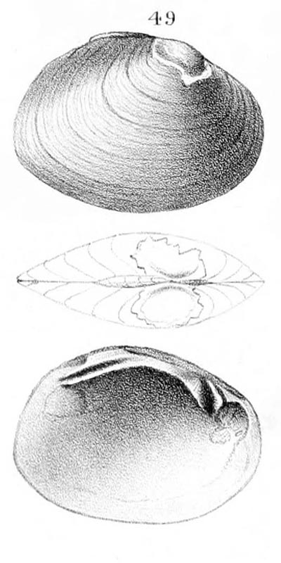 specimen image from publication