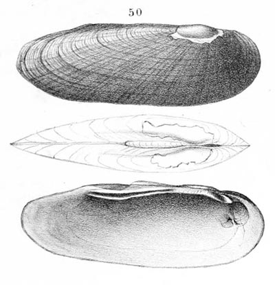 specimen image from publication