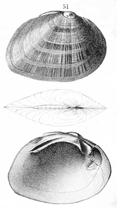 specimen image from publication
