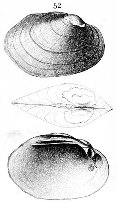 specimen image from publication