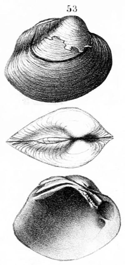 specimen image from publication