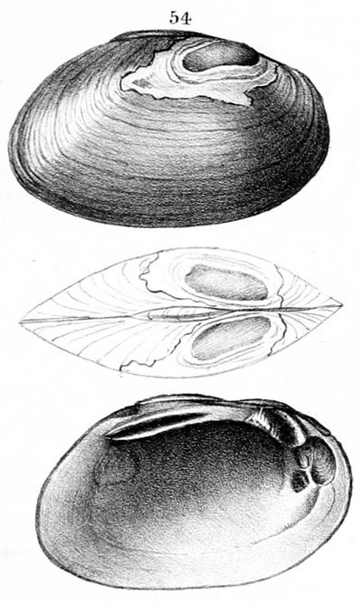 specimen image from publication