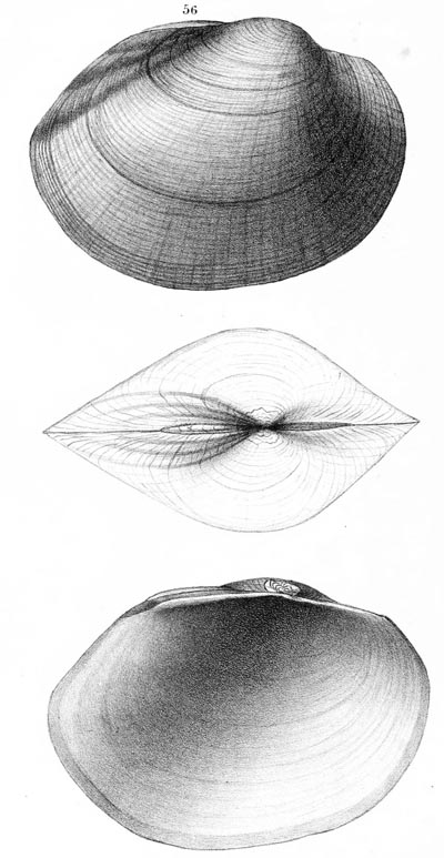 specimen image from publication